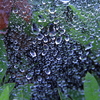 雨の日のくもの巣