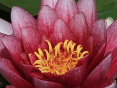 華