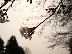 透し花