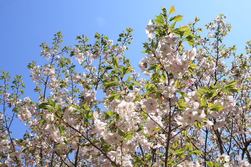 Sakura