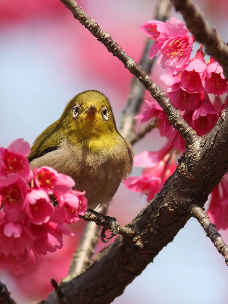 正面はこんな感じ