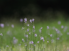 小さな花