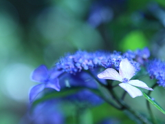 紫陽花 光る