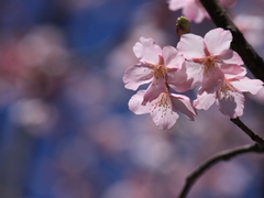 ？Sakura