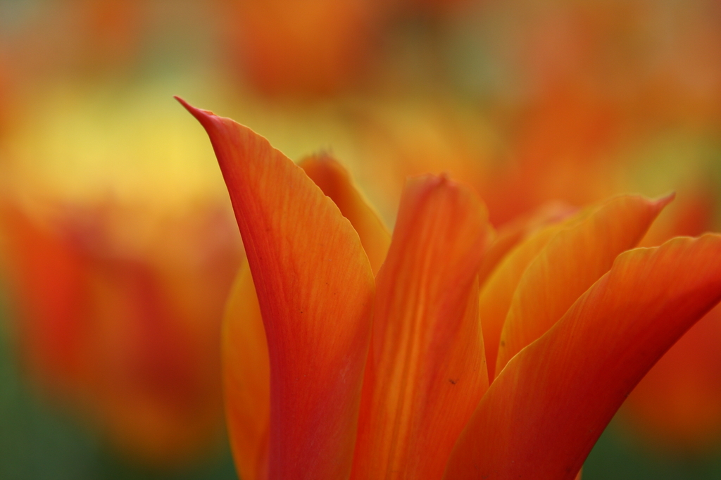 Tulipa