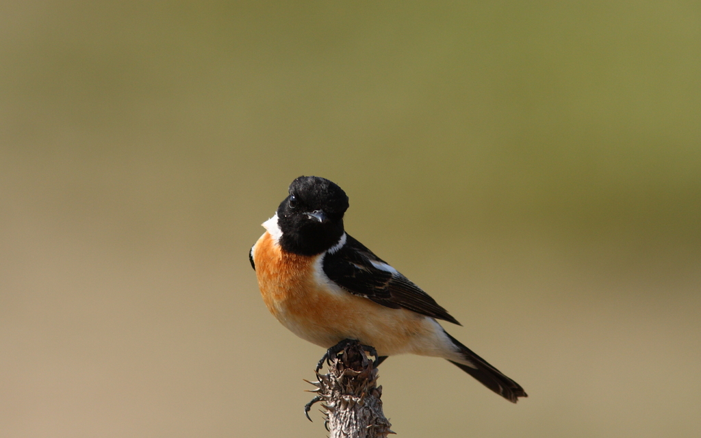 Nobitaki　(male)　