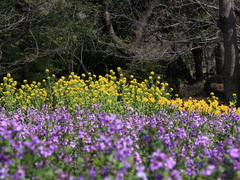 Mukou ni Nanohana