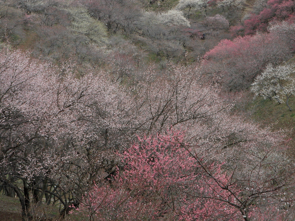 青梅 梅の公園