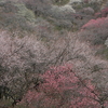 青梅 梅の公園