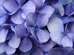 紫陽花
