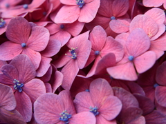 紫陽花