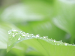 雨滴　水滴
