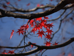 紅葉