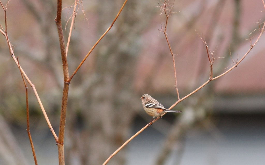 Benimashiko(female)