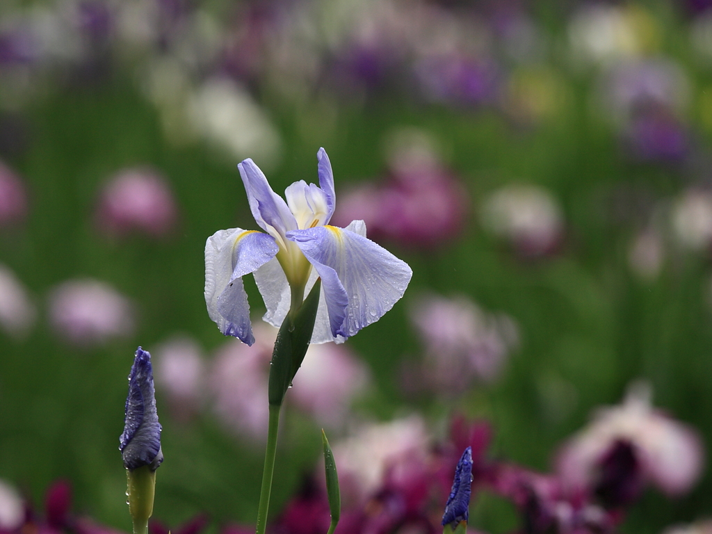 花菖蒲　花とつぼみ