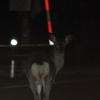 R275 夜の鹿
