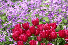 Tulipa