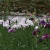 花菖蒲