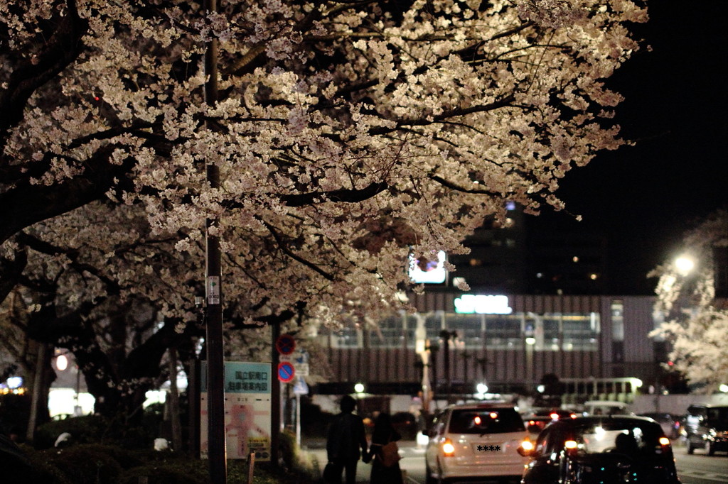 夜桜