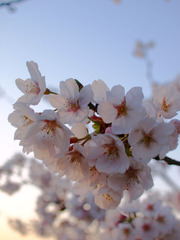 桜