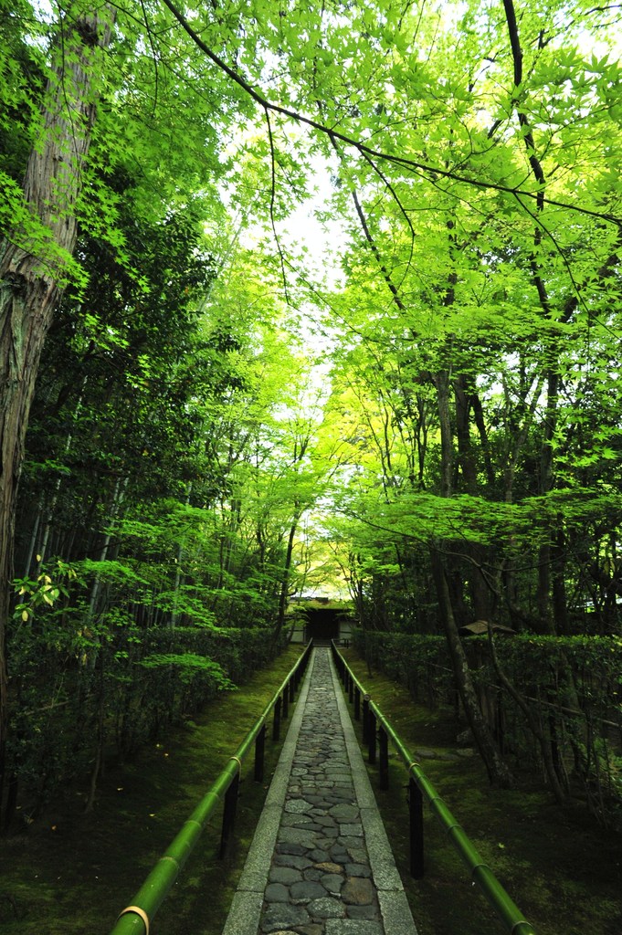 新緑の京都