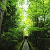 新緑の京都