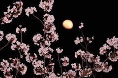 春宵の桜