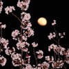 春宵の桜