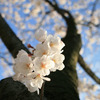 「桜」陽春