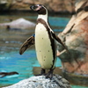 ペンギン