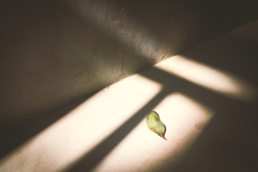 Leaf