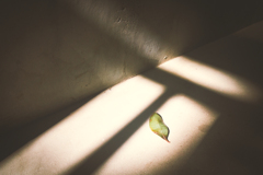 Leaf