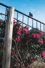 花と空