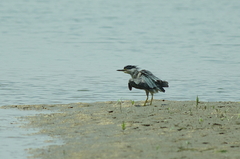 IMGP3524a