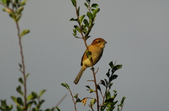 百舌　♀