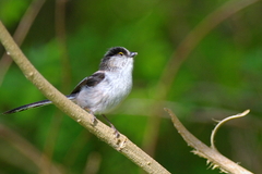 IMGP2863a