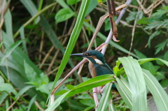 カワセミ幼鳥
