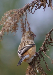 IMGP9266b