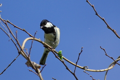 IMGP2955a