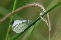 IMGP3721