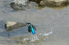 カワセミ