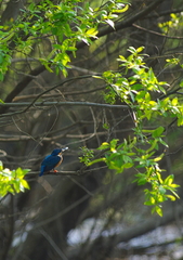 IMGP1740a