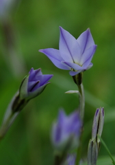 IMGP9325b