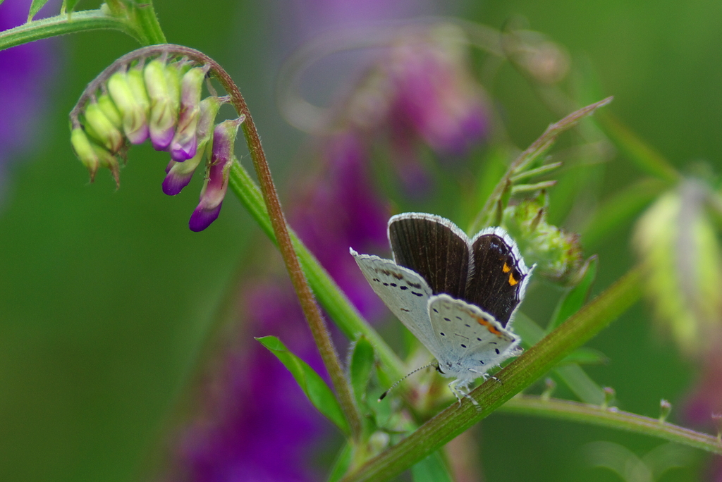IMGP3317a