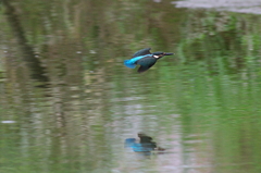 カワセミ　幼鳥