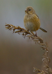 IMGP9869b