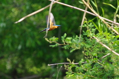 IMGP0139