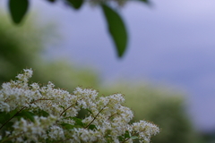 IMGP4173a
