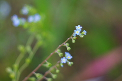 IMGP3907