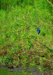 IMGP2781a